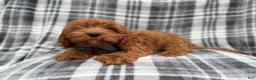 Cavapoo dogs for sale: Doodle - Ad 2