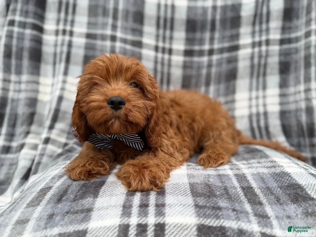 Cavapoo dogs for sale: Doodle - Ad 2