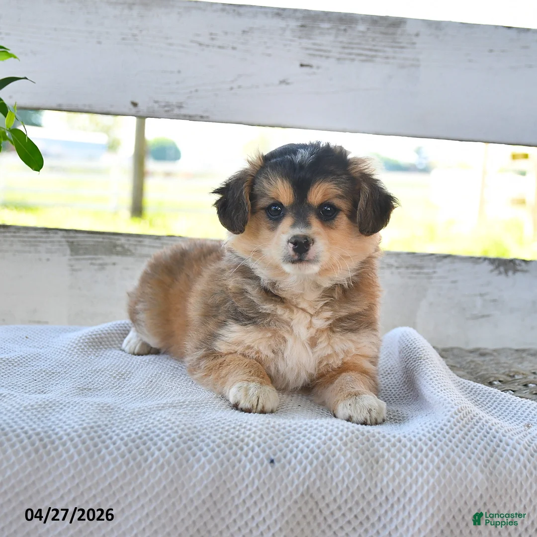 Mixed Breed dogs for sale: Cindy - Ad 3