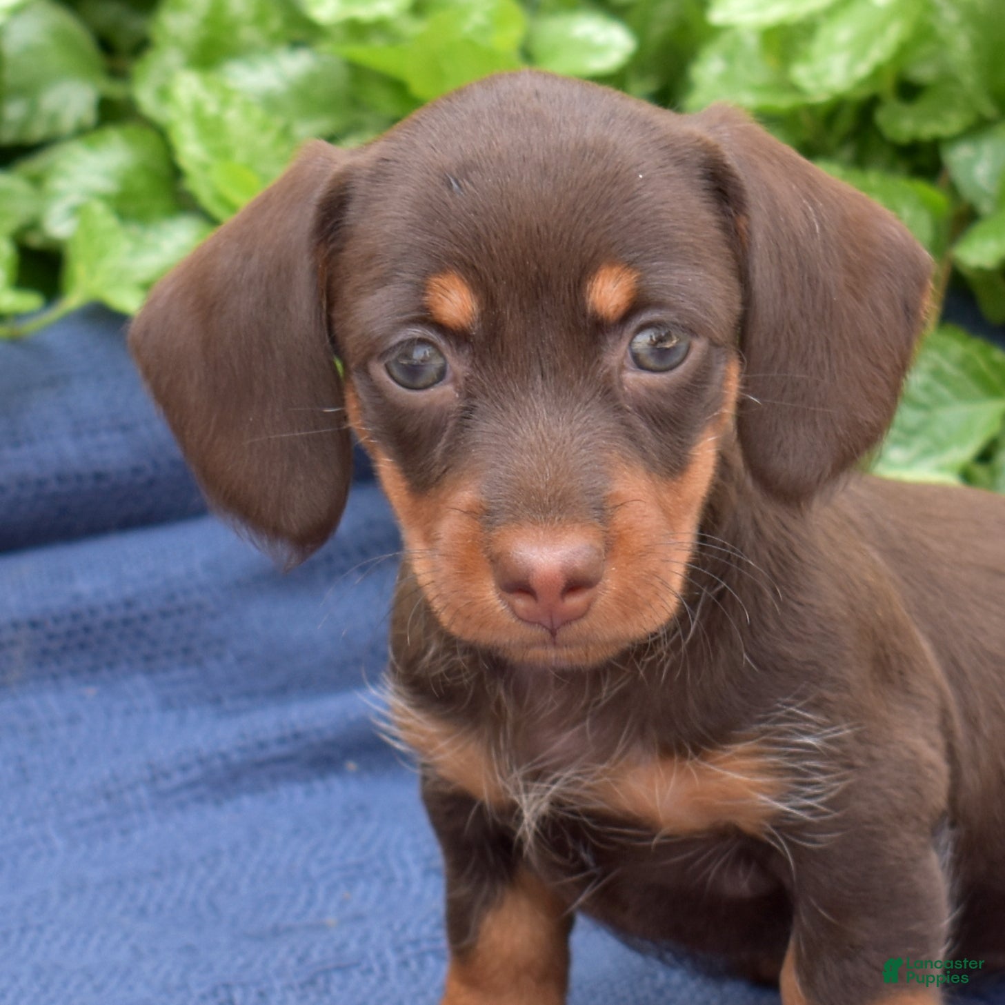 Miniature Dachshund dogs Viola  - Ad 1