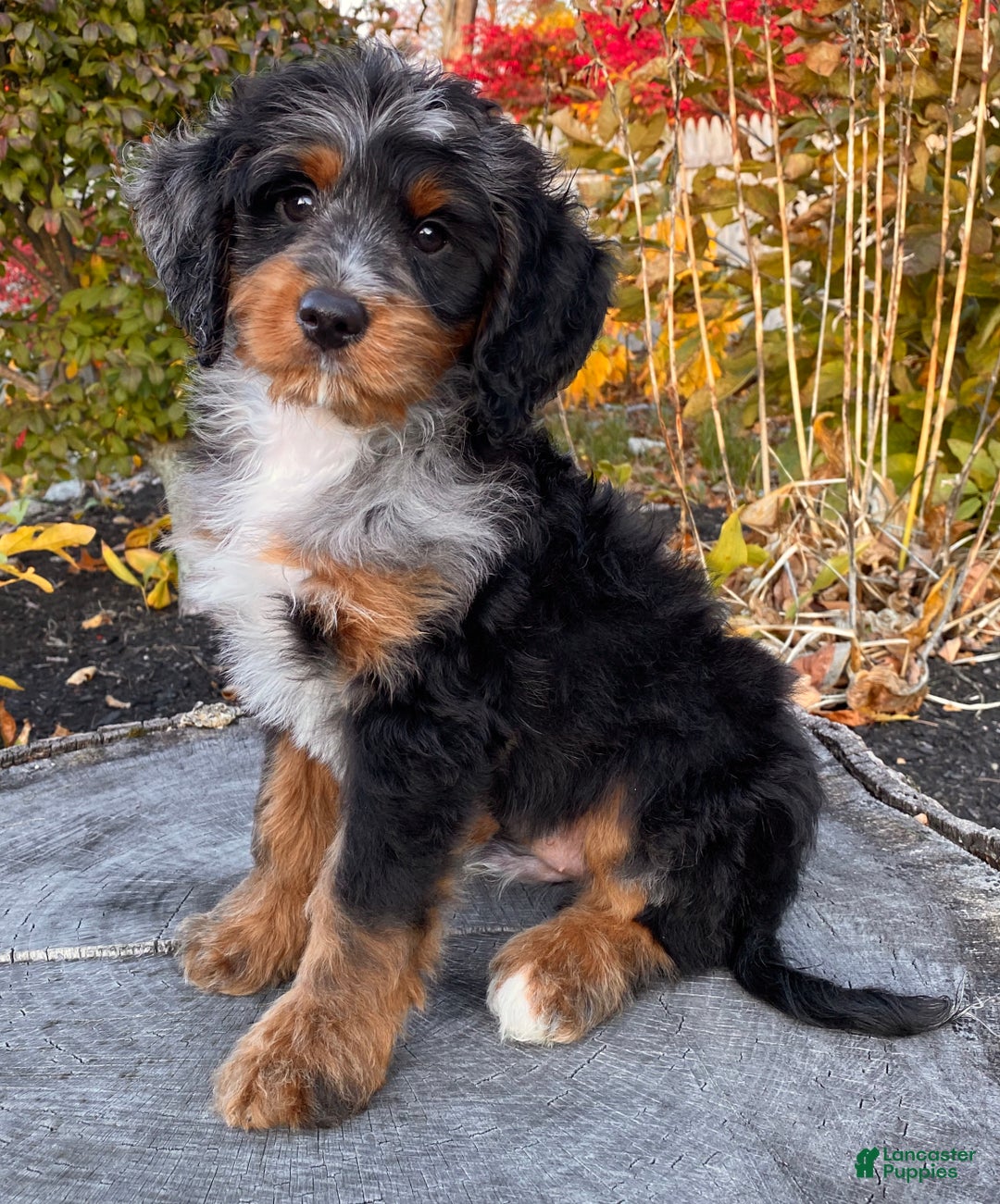 Mini Bernedoodle dogs for sale: 💛 IN BOSTON MASSACHUSETTS AREA 💛 UNIQUE COLOR & COAT COMBINATION 💛 MINI BERNEDOODLE 💛 - Ad 3