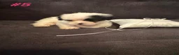 Shih Tzu dogs for sale: Shih Tzu 2 - Ad 2