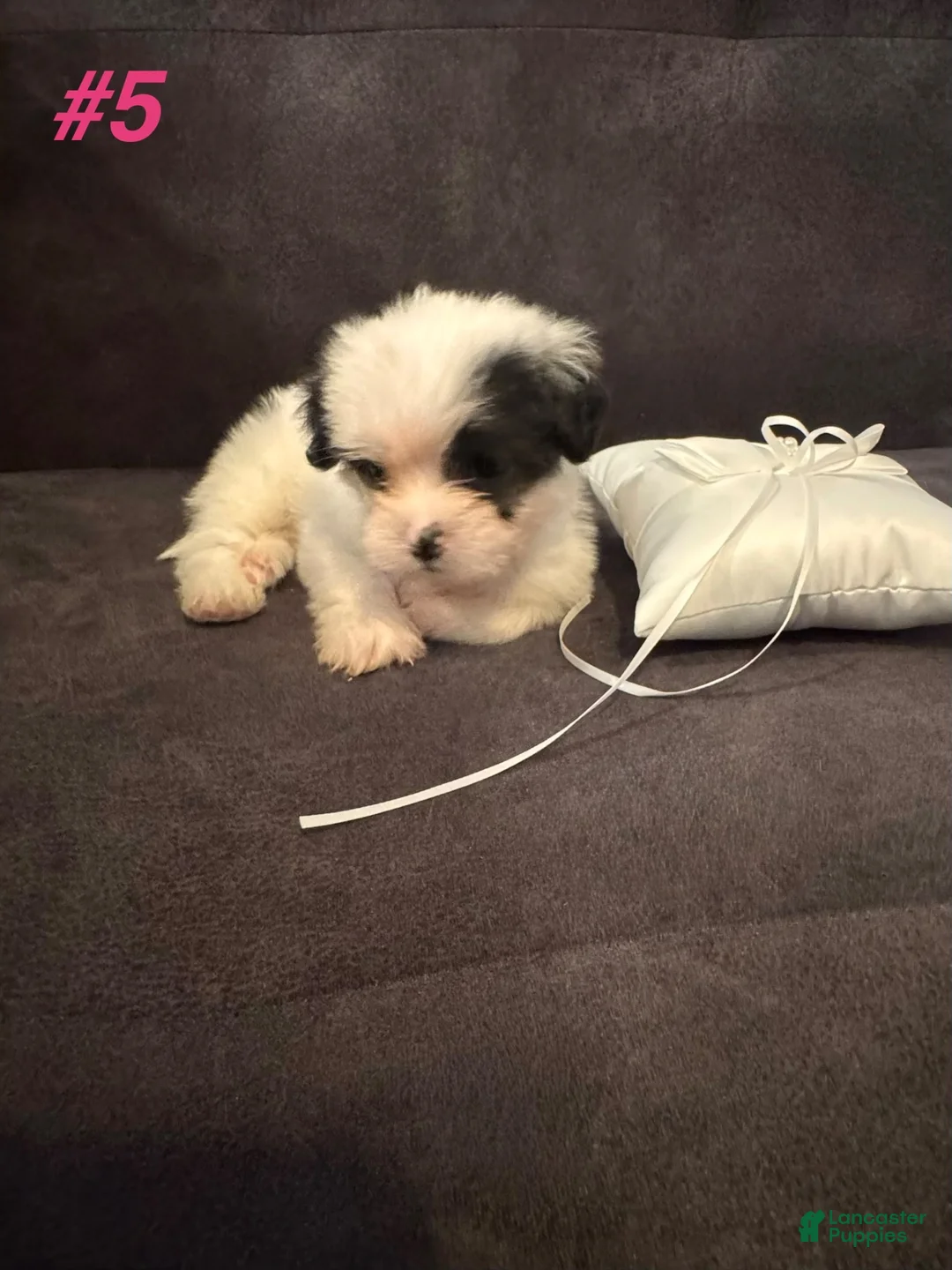 Shih Tzu dogs for sale: Shih Tzu 2 - Ad 2