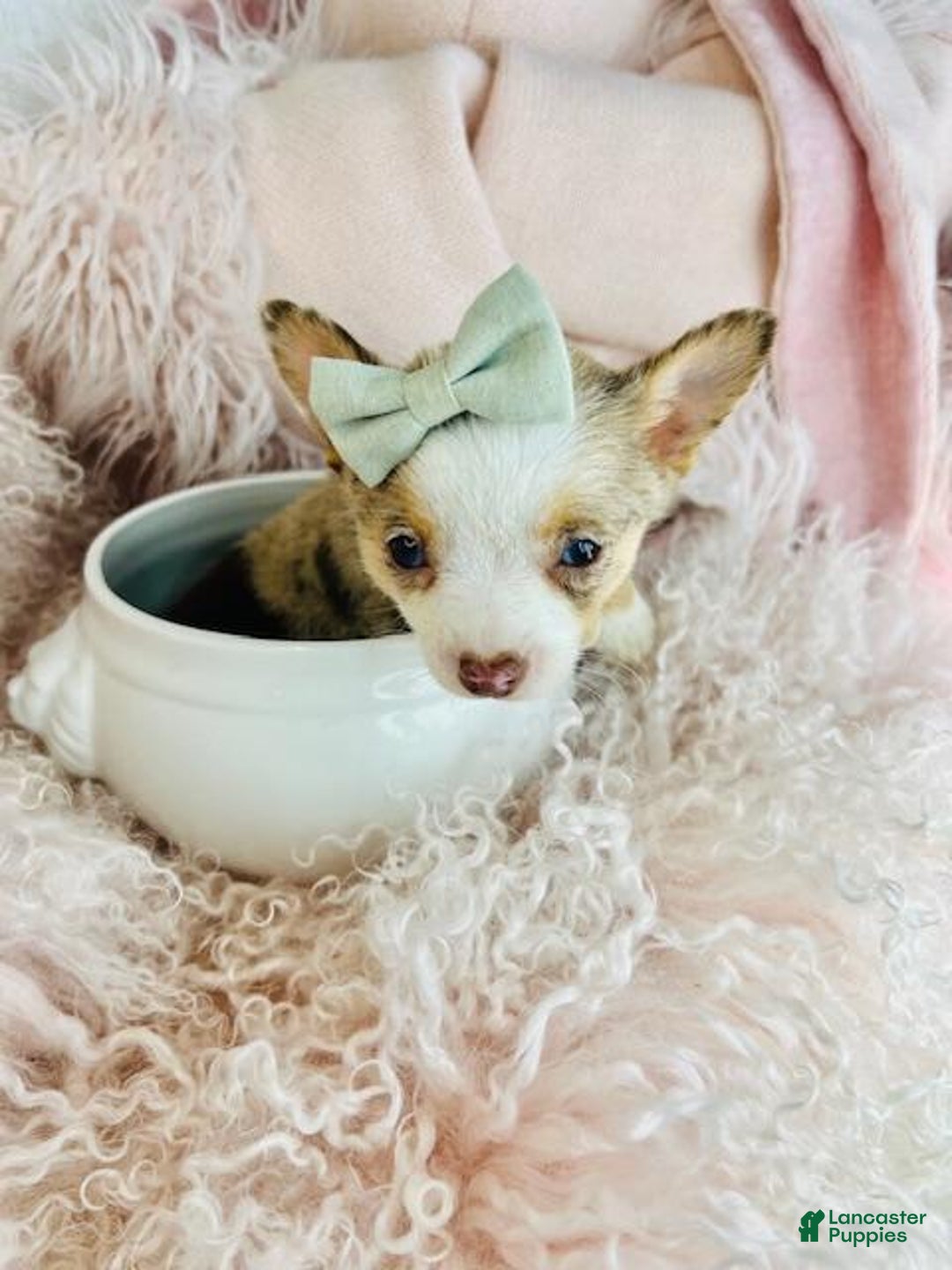 Chihuahua dogs for sale: Chihuahua Puppy 1 - Ad 1