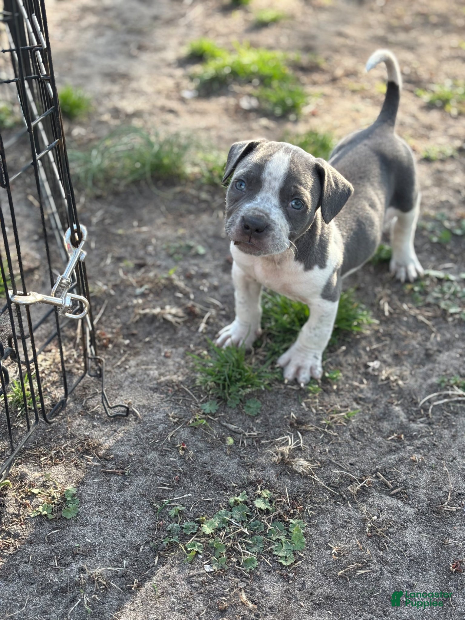 American Bully dogs American Bully Puppy 3 - Ad 42