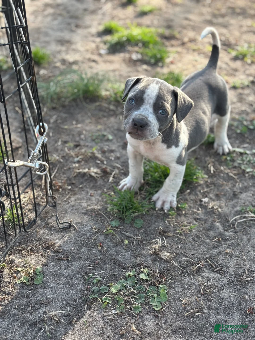 American Bully dogs for sale: American Bully Puppy 3 - Ad 1