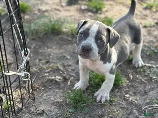 American Bully dogs American Bully Puppy 3 - Ad 42