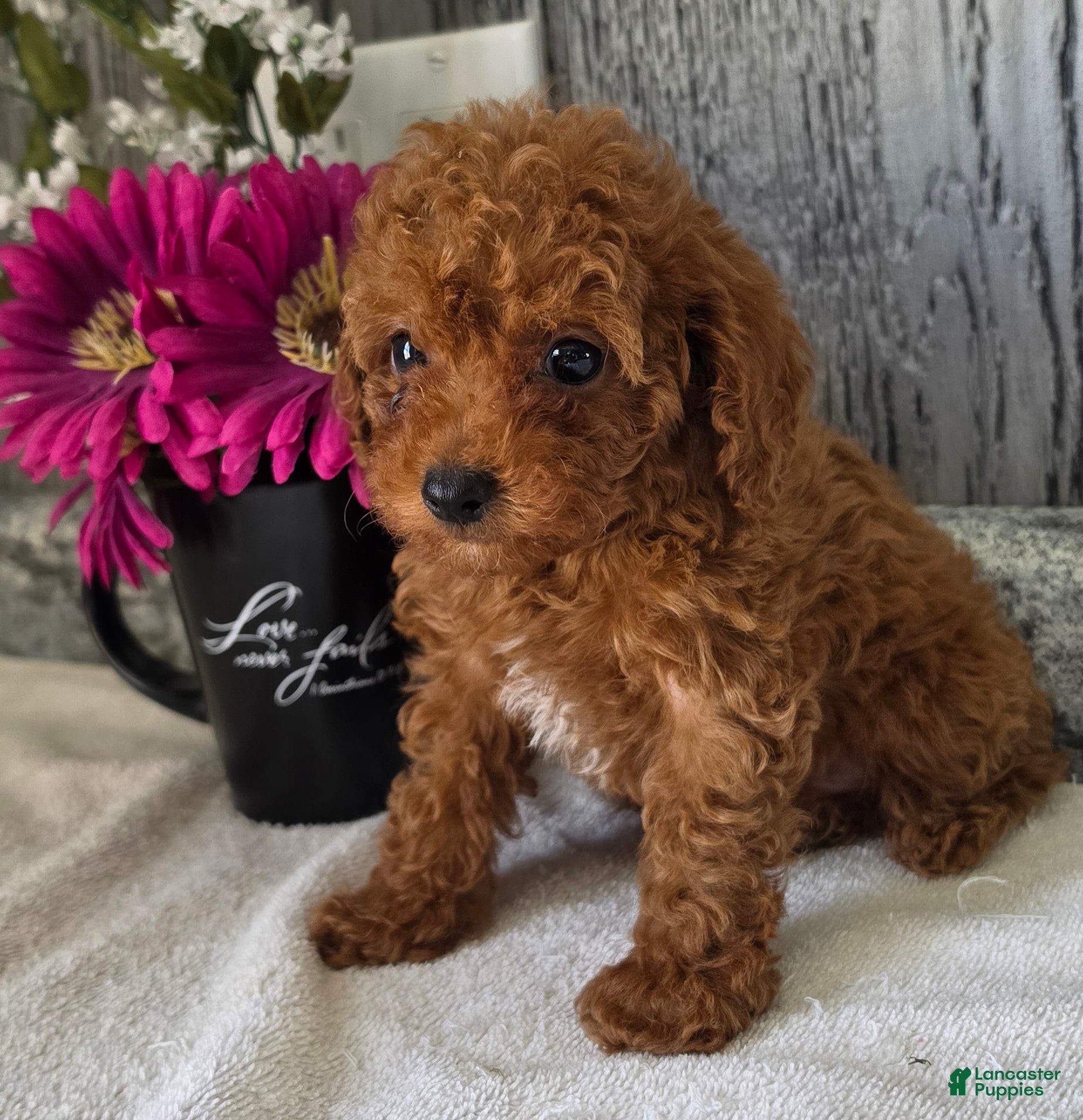 Toy Poodle dogs Pete - Ad 1