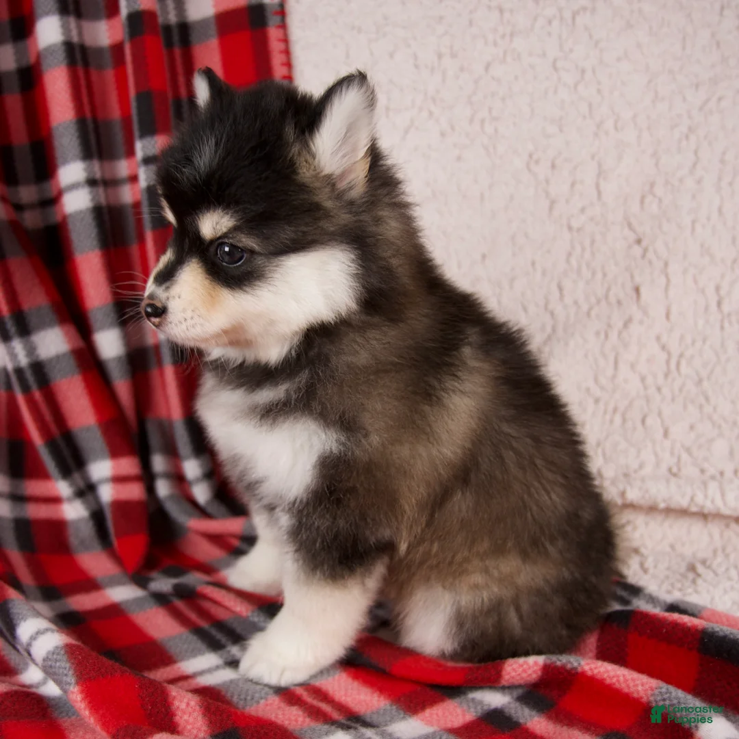 Pomsky dogs for sale: Joy - Ad 4