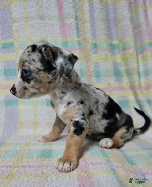 Chihuahua dogs Little - Ad 1
