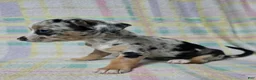 Chihuahua dogs for sale: Little - Ad 1