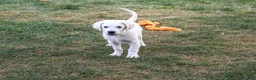 Golden Retriever dogs for sale: Turbo - Ad 3