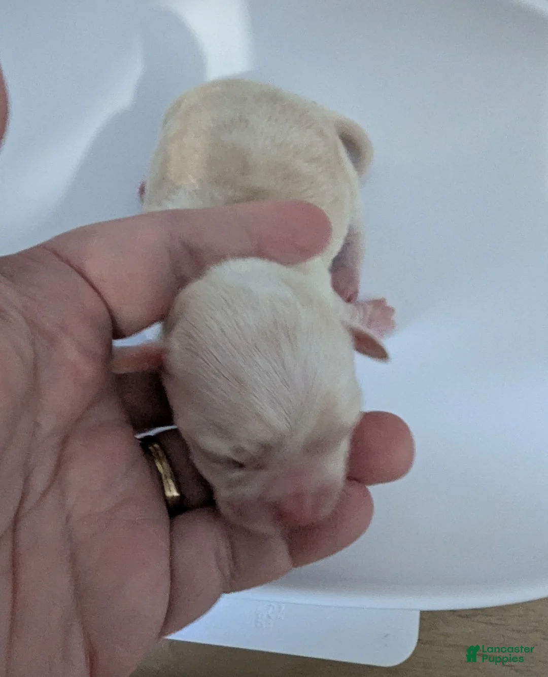 Chihuahua dogs for sale: Riley - Ad 1