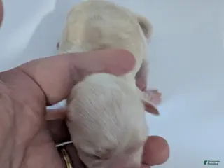 Chihuahua dogs Riley - Ad 10