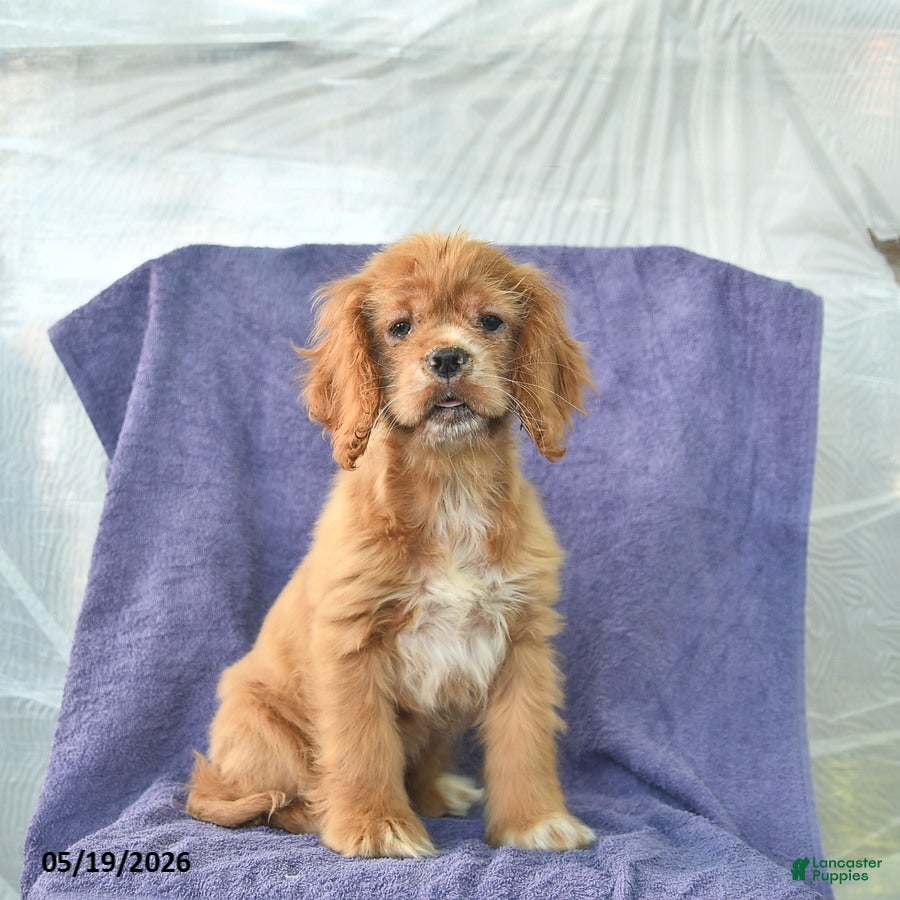 Cocker Spaniel dogs Hope - Ad 2