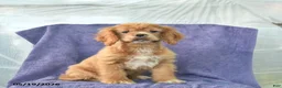 Cocker Spaniel dogs for sale: Hope - Ad 2