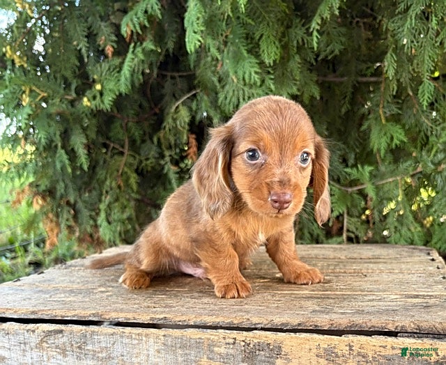 Miniature Dachshund dogs Bowie - Ad 2