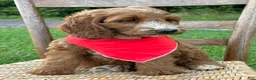 Irish Doodle dogs for sale: Maggie - Ad 14