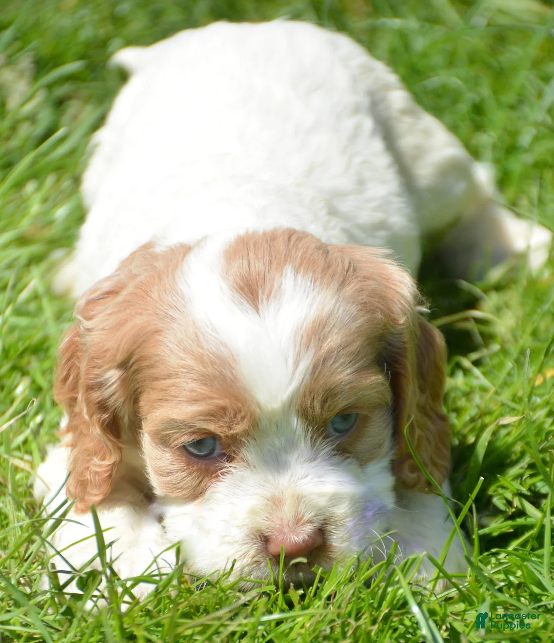 Cockapoo dogs for sale: Cockapoo Cari - Ad 2