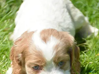 Cockapoo dogs Cockapoo Cari - Ad 21