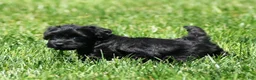 Havapoo dogs for sale: Tommy - Ad 6