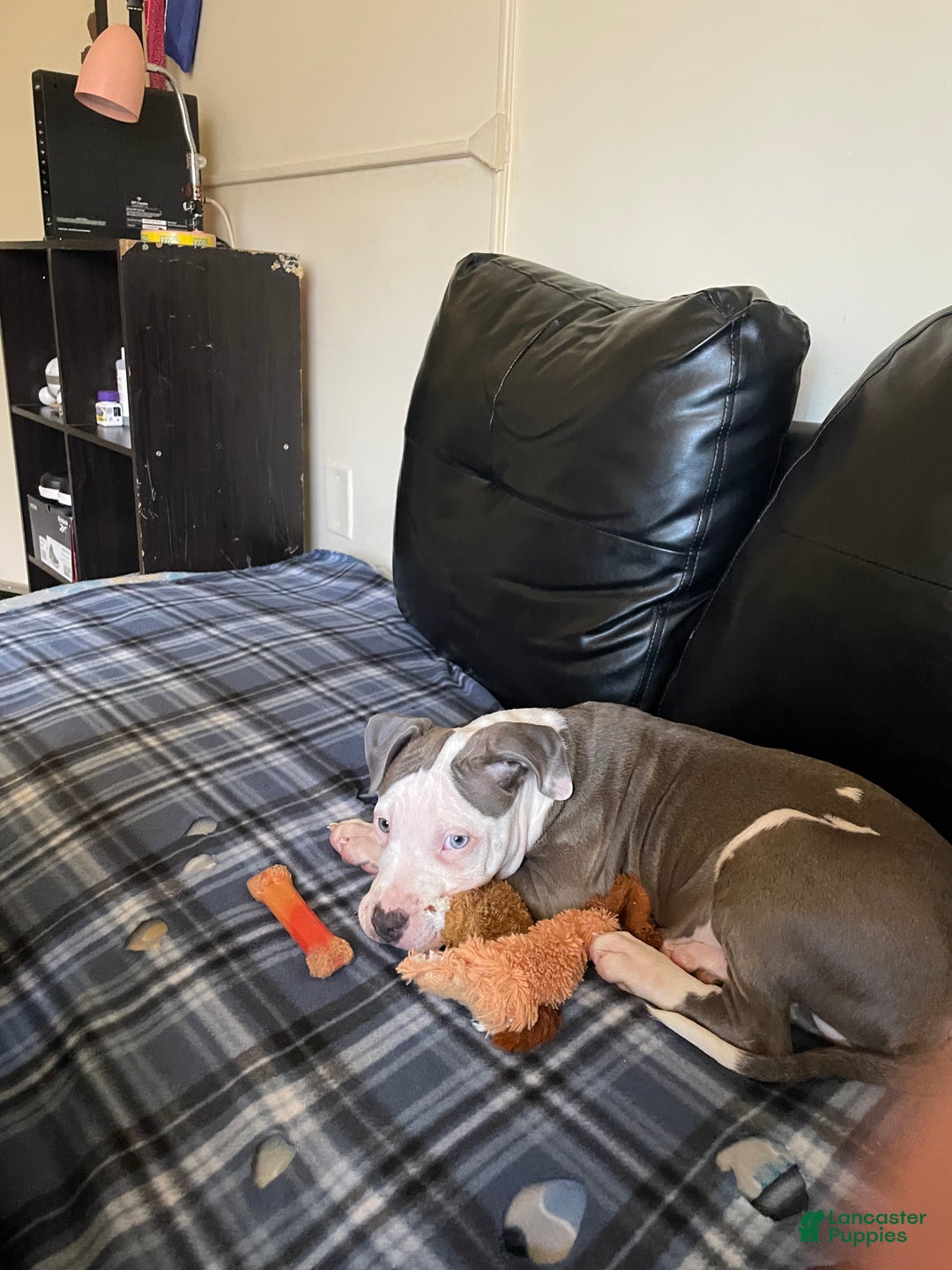 American Pit Bull Terrier dogs for sale: American Pit Bull Terrier Puppy 2 - Ad 1