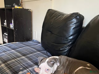 American Pit Bull Terrier dogs American Pit Bull Terrier Puppy 2 - Ad 42