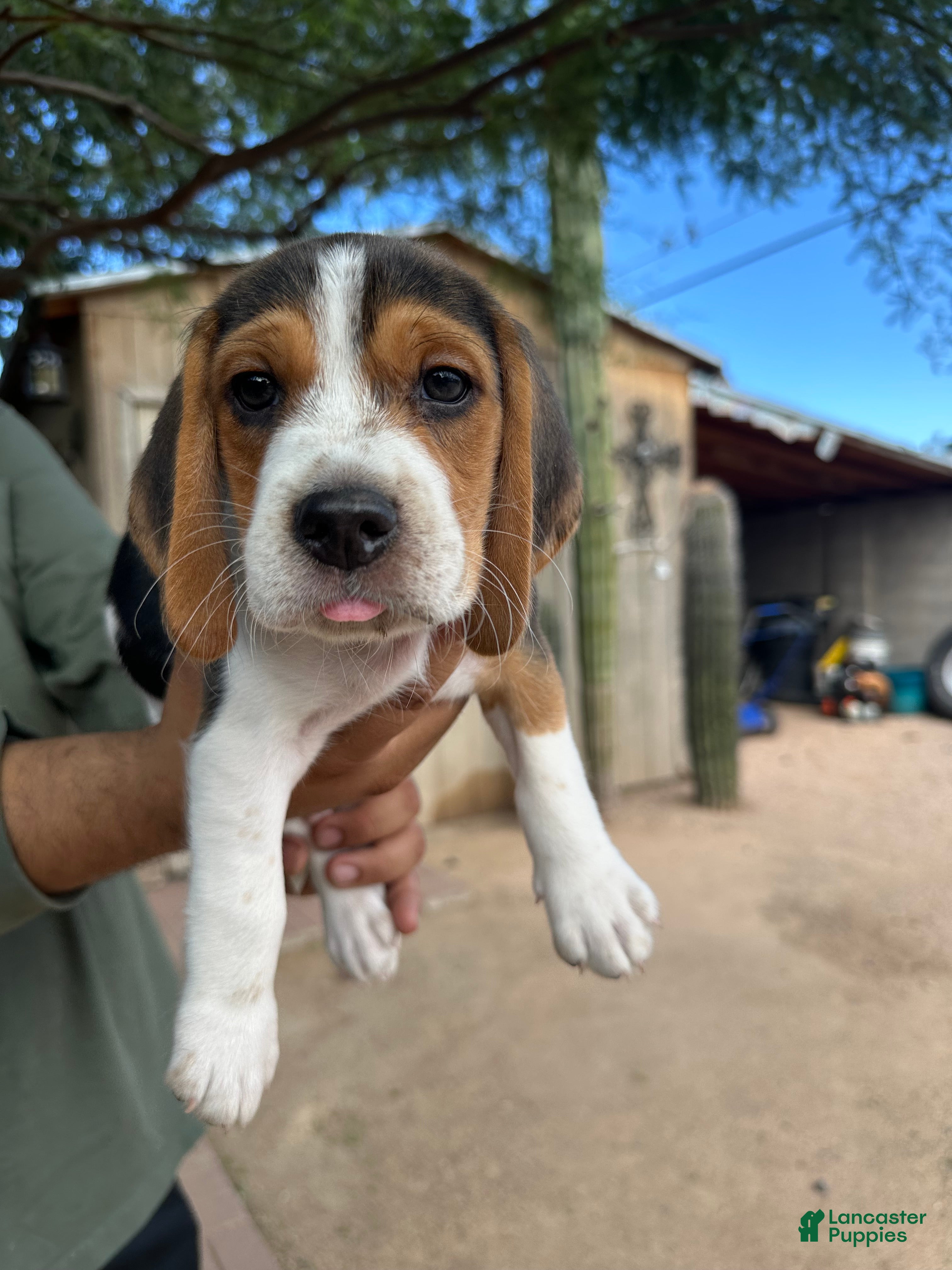 Beagle dogs Romeo - Ad 17