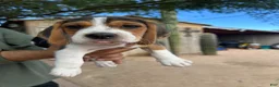 Beagle dogs for sale: Romeo - Ad 1