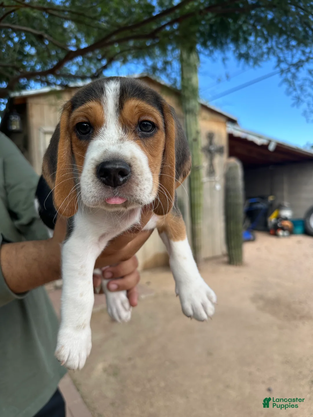 Beagle dogs for sale: Romeo - Ad 1