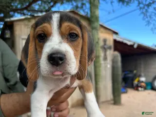 Beagle dogs Romeo - Ad 5