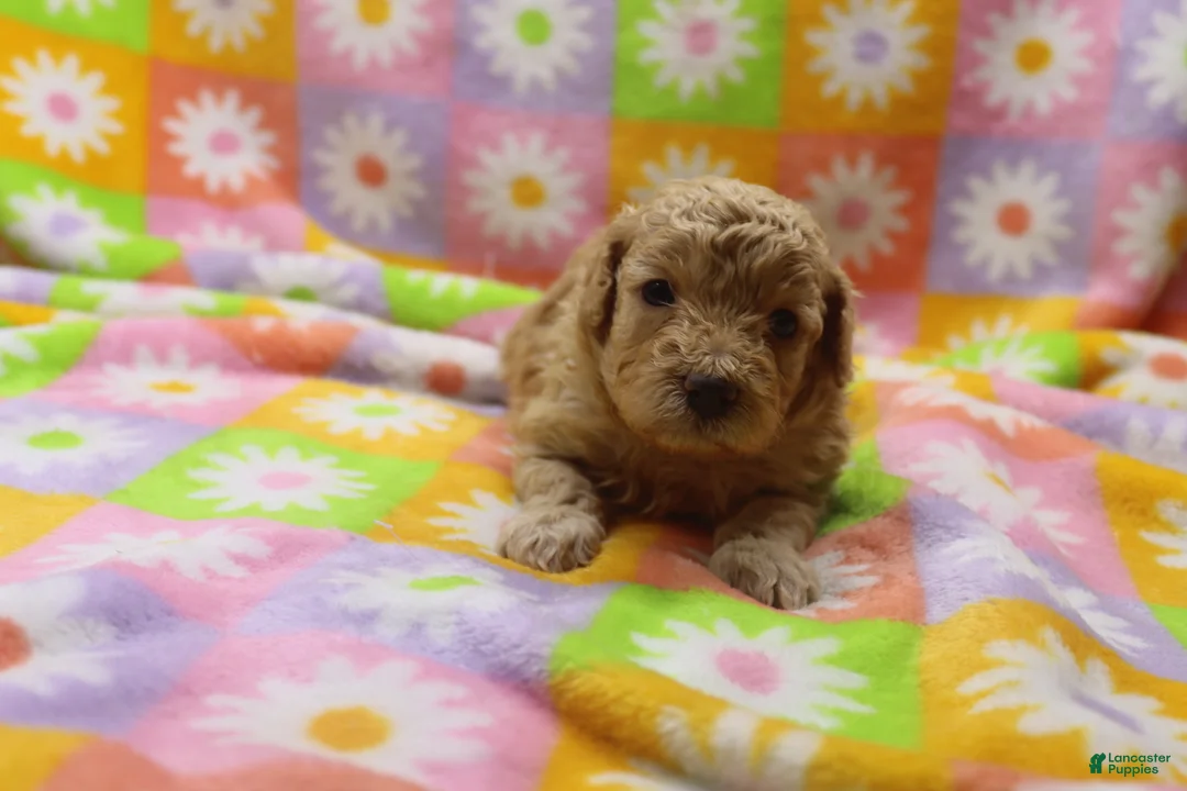 Toy Poodle dogs for sale: Vicki - Ad 1