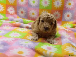 Toy Poodle dogs Vicki - Ad 20