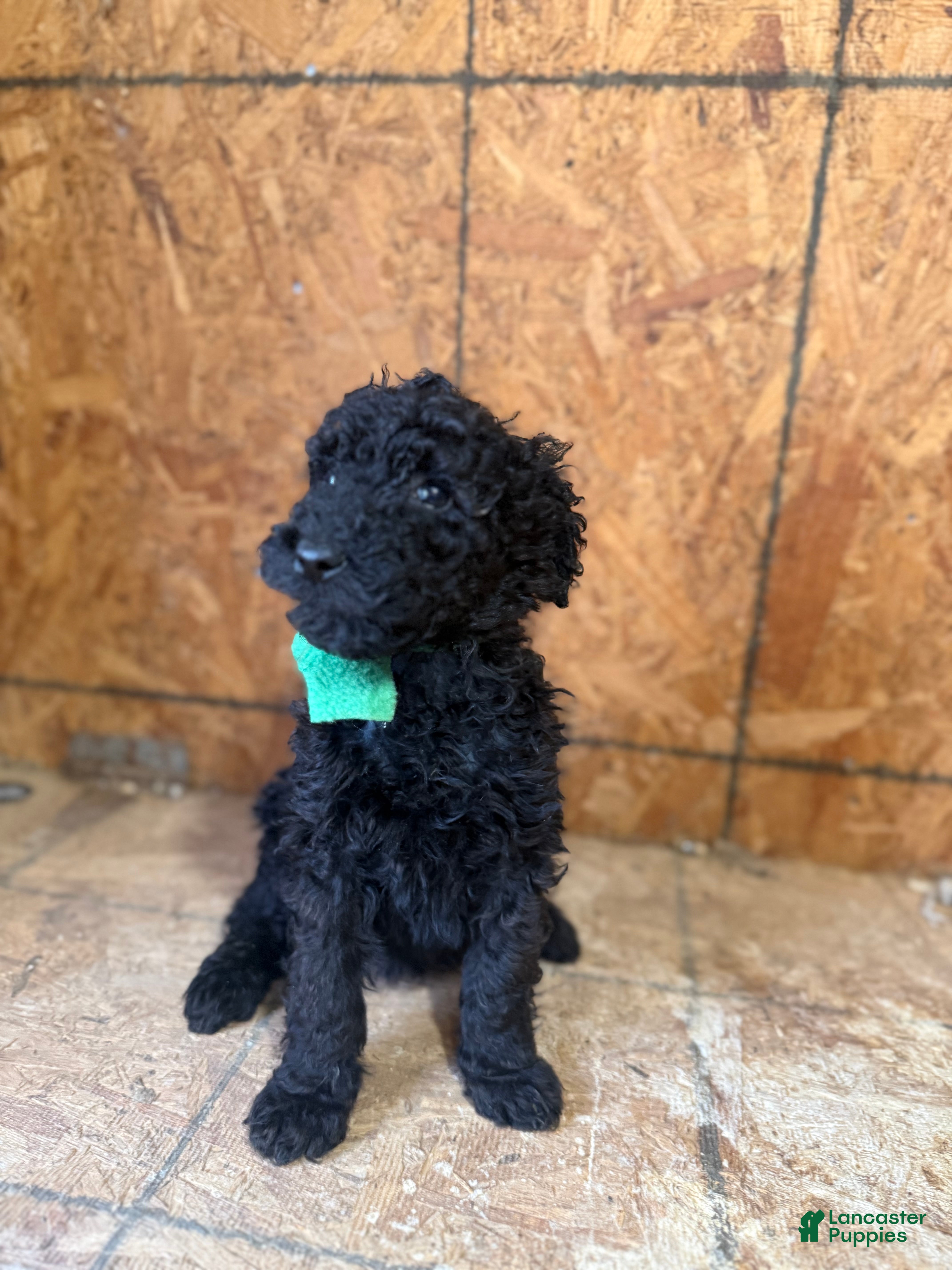 Standard Poodle dogs for sale: Green girl - Ad 3