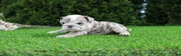 English Bulldog dogs for sale: Daisy - Ad 3