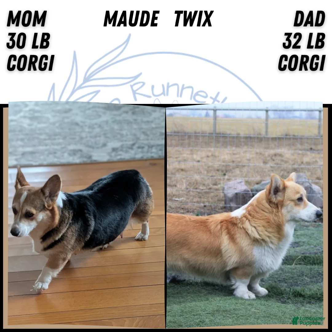 Welsh Corgi Pembroke dogs for sale: Nemo - Ad 13