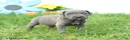 Cane Corso dogs for sale: Roman - Ad 4