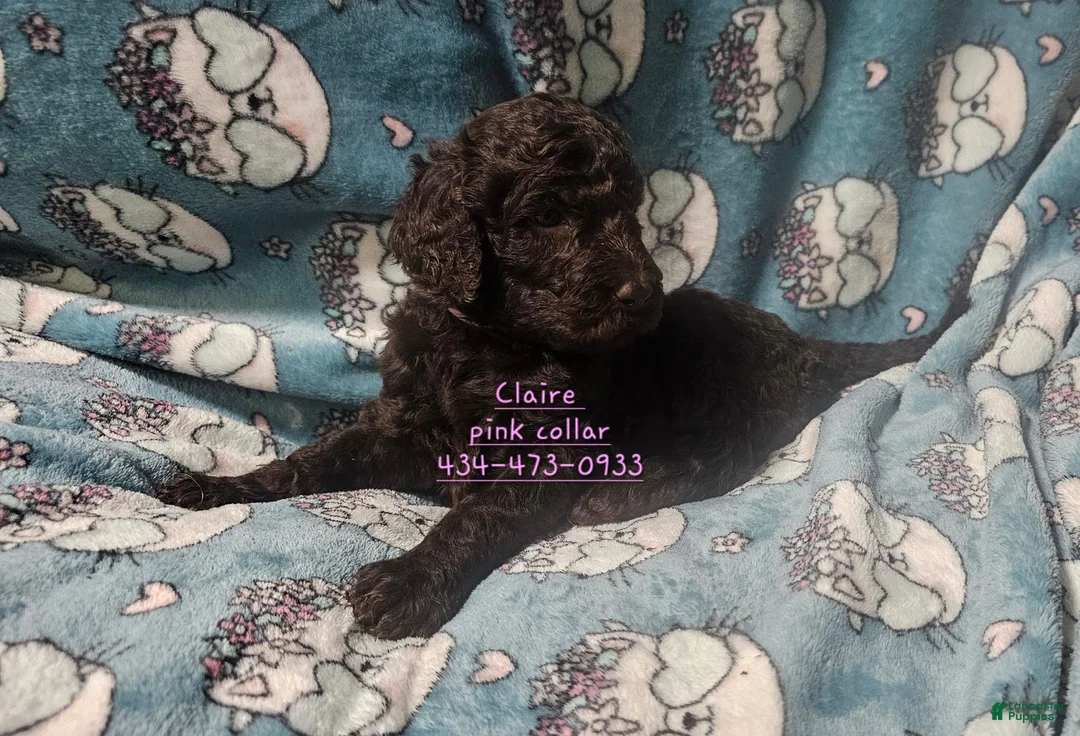 Standard Poodle dogs for sale: Claire - Ad 1