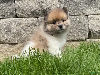 Pomeranian dogs for sale: Scout - Ad 4
