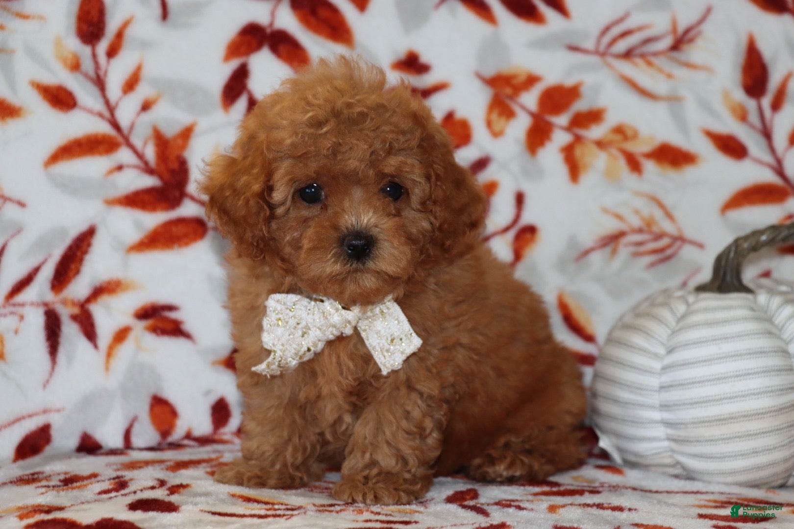 Toy Poodle dogs Pierre - Ad 1