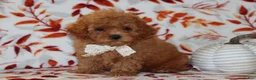 Toy Poodle dogs for sale: Pierre - Ad 1