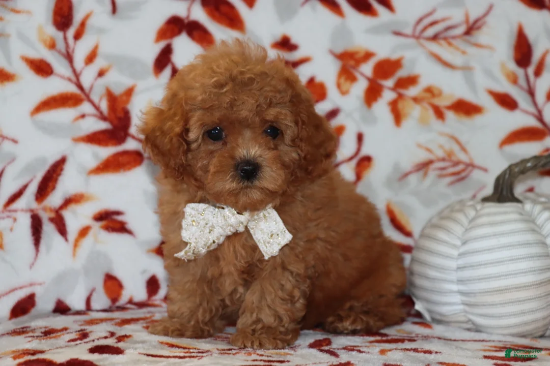 Toy Poodle dogs for sale: Pierre - Ad 1
