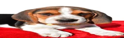 Beagle dogs for sale: Mark - Ad 3