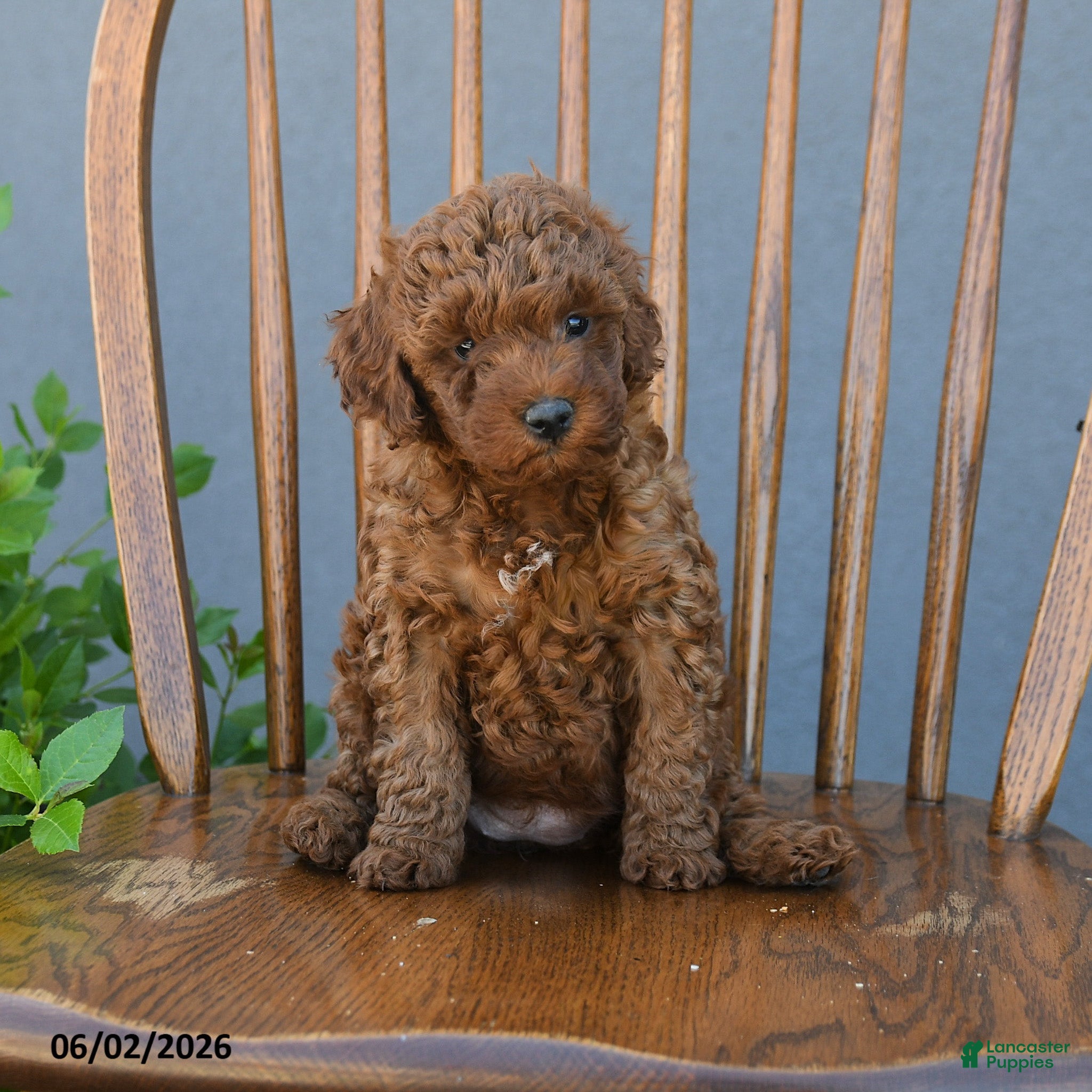 Miniature Poodle dogs for sale: Theodora - Ad 4