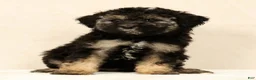 Mini Bernedoodle dogs for sale: Sadie - Ad 7