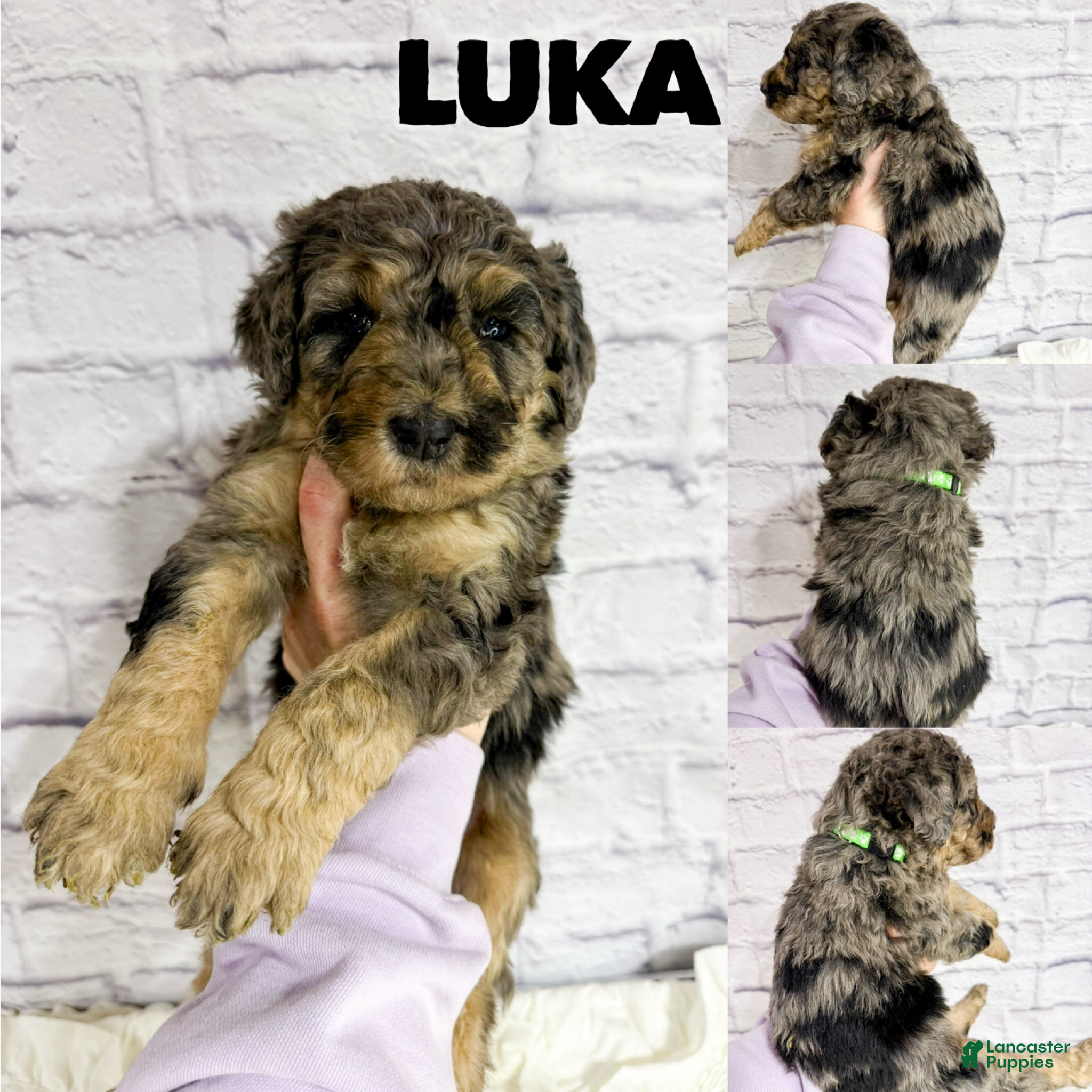 Saint Berdoodles dogs Saint Berdoodles Puppy 9 - Ad 8