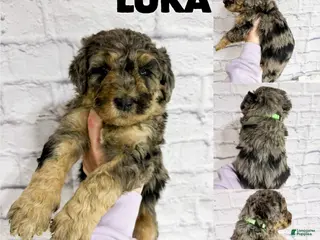 Saint Berdoodles dogs Saint Berdoodles Puppy 9 - Ad 15