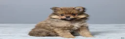 Pomeranian dogs for sale: Lane - Ad 3