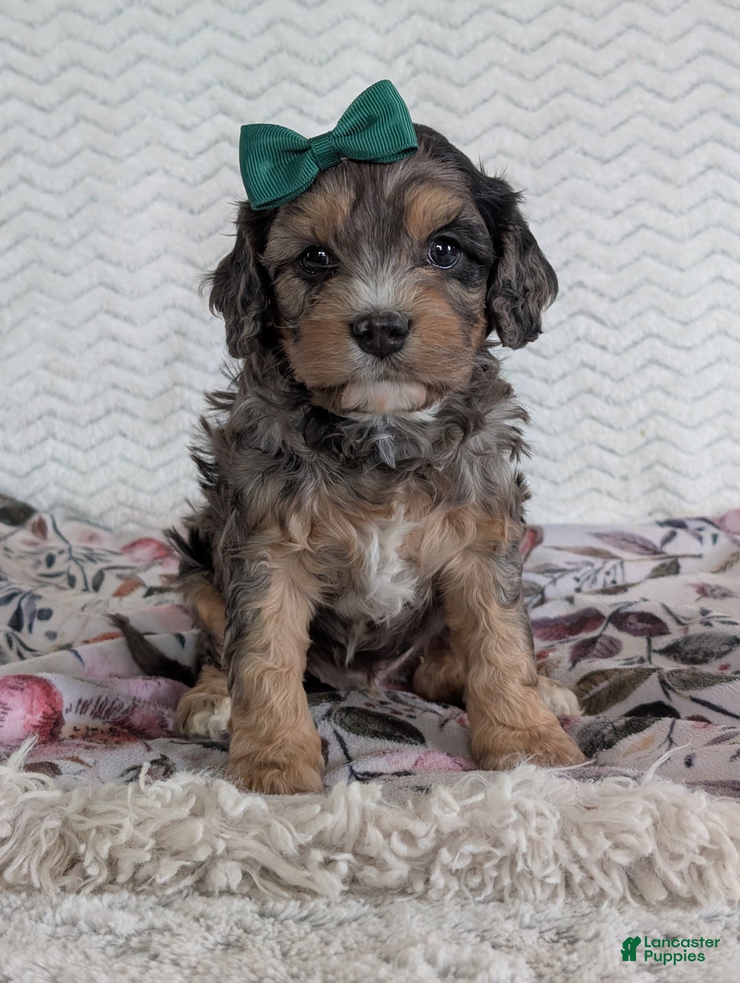 Cavapoo dogs for sale: Zeke - Ad 18