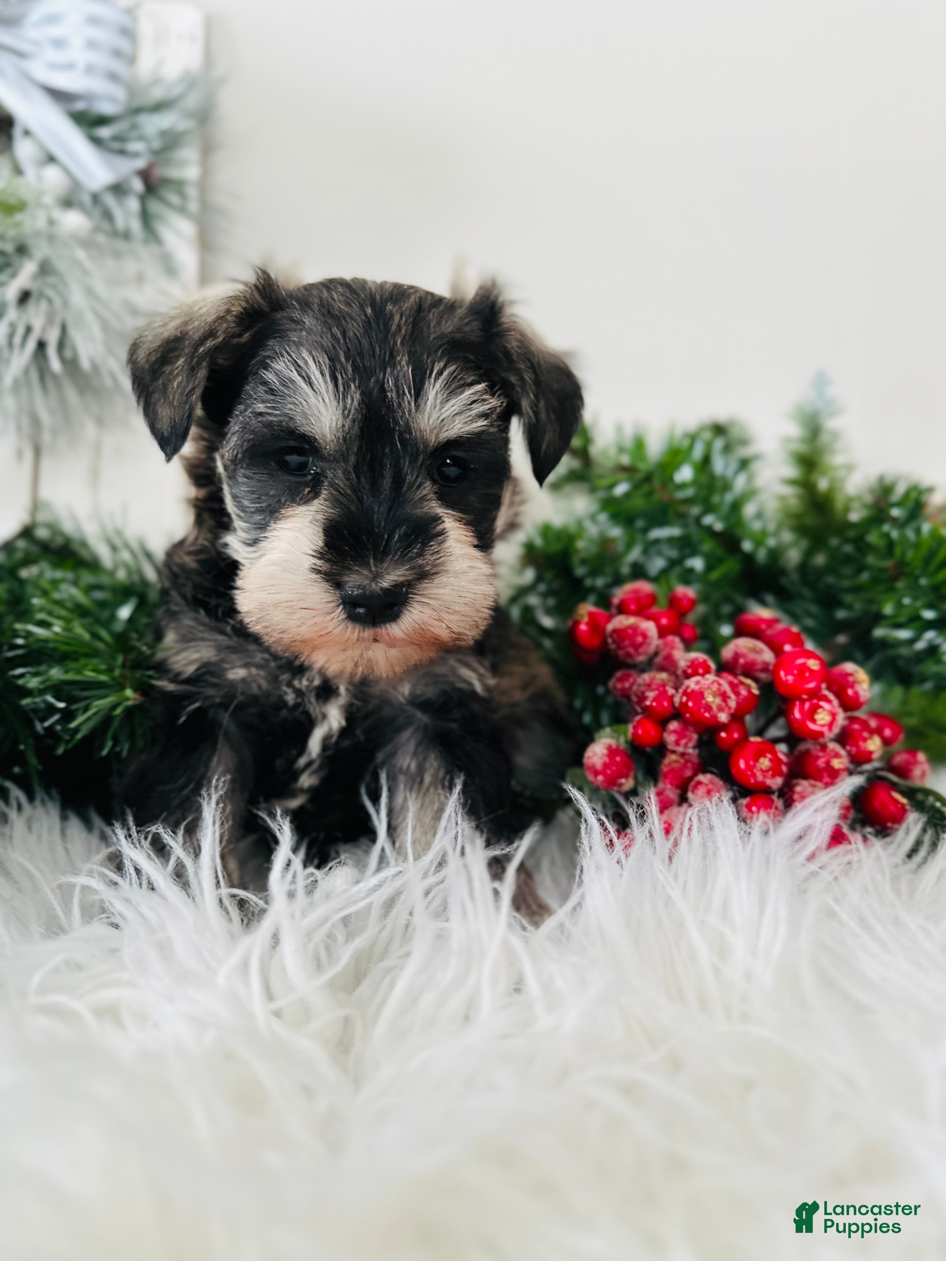 Miniature Schnauzer dogs Bandit - Ad 7